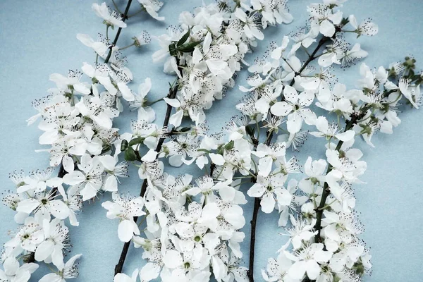 White flowers of bird cherry on a blue background. Bright card for the holiday or invitation. Spring time. Foggy blurry photo. Abstract gentle spring blur. Many flowers on the branches