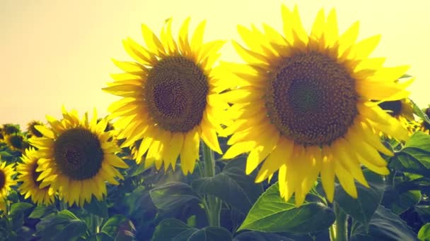 Helianthus Asteraceae Щорічний Туберкульозний Соняшник Сільське Господарство Літня Спека Сонце — стокове відео
