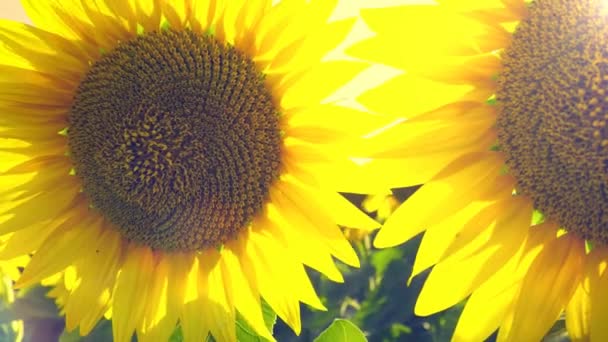 Helianthus Asteraceae Annual Tuberous Sunflower Agricultural Field Summer Heat Sun — Stock Video