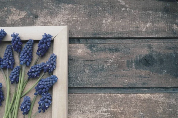 Μπλε Ανοιξιάτικα Λουλούδια Ξύλινο Κορνίζα Muscari Armeniacum Ξύλινο Φόντο Έξυπνη — Φωτογραφία Αρχείου