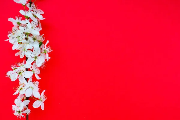 White flowers of bird cherry on a red background. Copy space for text. Bright card for the holiday or invitation. Spring time