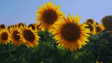 Helianthus ayçiçeği, Asteraceae ailesi. Yıllık ayçiçeği ve veremli ayçiçeği. Tarım alanı. Sarı yapraklı çiçek tomurcuğu. Sırbistan tarımı. Mavi gökyüzü. Rüzgarda sallanan ayçiçekleri.