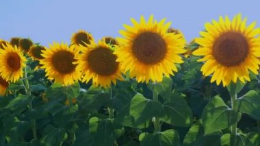 Helianthus ayçiçeği, Asteraceae ailesi. Yıllık ayçiçeği ve veremli ayçiçeği. Tarım alanı. Sarı yapraklı çiçek tomurcuğu. Sırbistan tarımı. Mavi gökyüzü. Rüzgarda sallanan ayçiçekleri.
