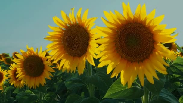 Подсолнечник Helianthus Семейство Asteraceae Ежегодный Подсолнух Клубневый Подсолнечник Сельскохозяйственное Поле — стоковое видео