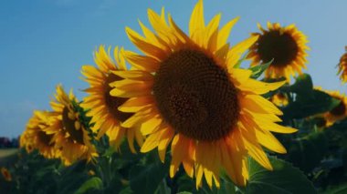 Helianthus ayçiçeği, Asteraceae ailesi. Yıllık ayçiçeği ve veremli ayçiçeği. Tarım alanı. Sarı yapraklı çiçek tomurcuğu. Sırbistan tarımı. Mavi gökyüzü. Rüzgarda sallanan ayçiçekleri.