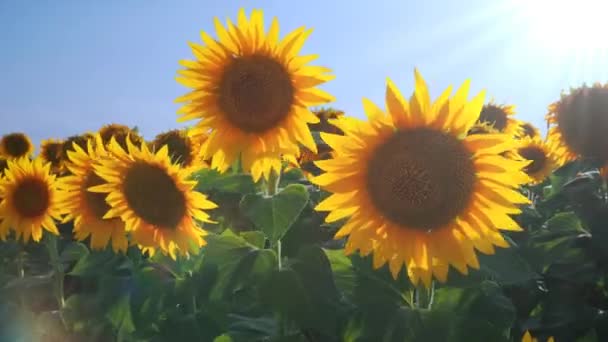 Подсолнухи Раскачиваются Ветру Солнечные Лучи Блики Подсолнечник Helianthus Семейство Asteraceae — стоковое видео