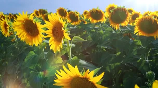 Sunflowers Sway Wind Sunbeams Glare Helianthus Sunflower Asteraceae Family Annual — Stock Video