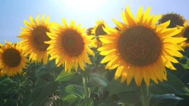Sunflowers sway in the wind. Sunbeams and glare. The Helianthus sunflower, Asteraceae family. Annual and tuberous sunflower. Agricultural field. Blooming bud with yellow petals. Blue sky.