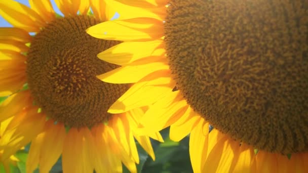 Подсолнухи Раскачиваются Ветру Солнечные Лучи Блики Подсолнечник Helianthus Семейство Asteraceae — стоковое видео