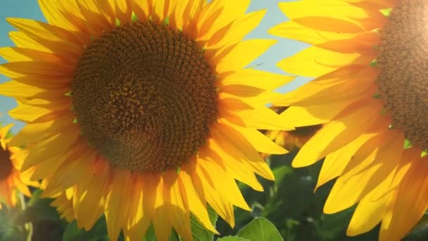 Sunflowers Sway Wind Sunbeams Glare Helianthus Sunflower Asteraceae Family Annual — Stock Video