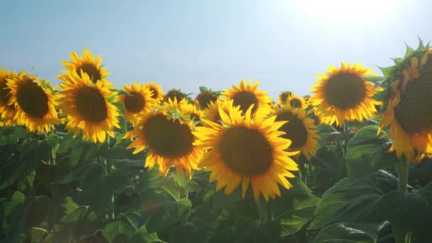 Sunflowers Sway Wind Sunbeams Glare Helianthus Sunflower Asteraceae Family Annual — Video Stock