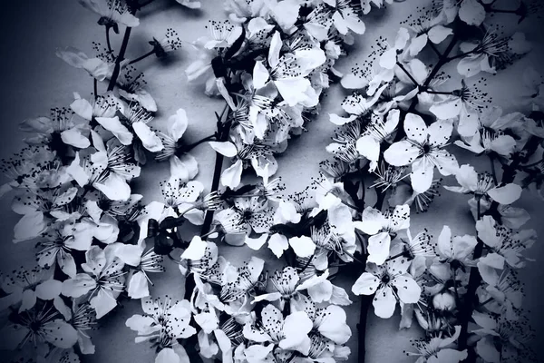 White flowers of bird cherry. Card for the holiday or invitation. Spring time. Foggy blurry photo. Abstract gentle spring blur. Many flowers on the branches. Black and white monochrome photography.