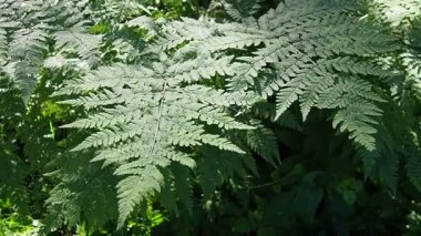 Ferns sway in the wind. Beautiful, light, graceful fern branches bend from the whiff of air. Slow motion footage. Close up. Ferns of the lower tier of the forest. Sunbeams in the taiga.