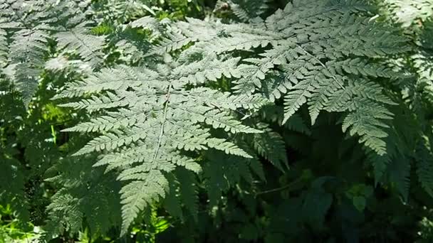 Ferns Sway Wind Beautiful Light Graceful Fern Branches Bend Whiff — Video Stock
