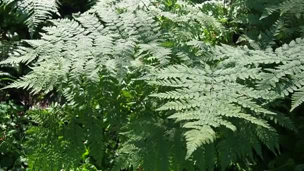 Ferns Sway Wind Beautiful Light Graceful Fern Branches Bend Whiff — Stockvideo