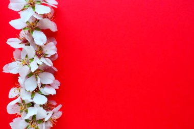 Kırmızı arka planda beyaz kuş kirazı çiçekleri. Uzayı metin için kopyala. Bayram ya da davetiye için parlak kart. Bahar geldi.