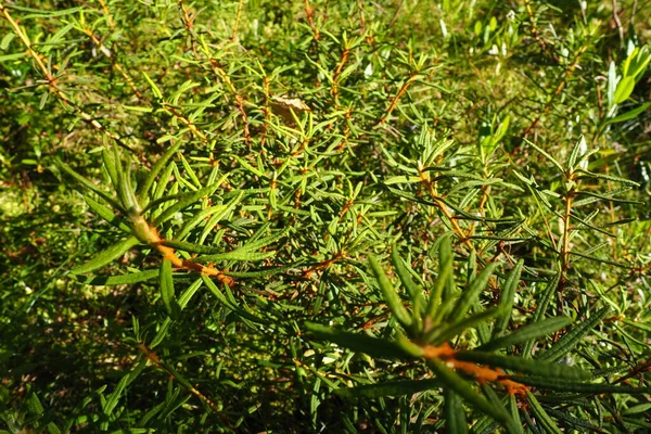 Marsh Rosemary Ledum Palustre Plant Species Ledum Genus Heather Family — Stock fotografie