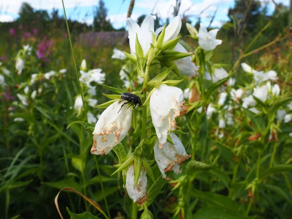 Campanula Latifolia Type Species Genus Bellflower Family Perennial Herbaceous Plant — Stock Fotó