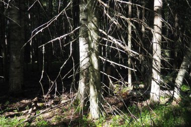 Taiga biome dominated by coniferous forests. Picea spruce, genus of coniferous evergreen trees in the Pine family Pinaceae. Russia, Karelia, Orzega. Dense forest. Terrible bowl. Wild deserted forest