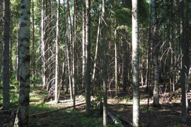 Taiga biome dominated by coniferous forests. Picea spruce, genus of coniferous evergreen trees in the Pine family Pinaceae. Russia, Karelia, Orzega. Dense forest. Terrible bowl. Wild deserted forest