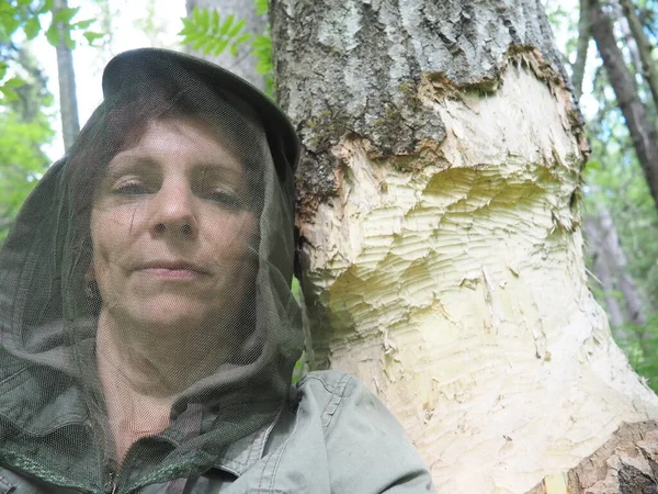 A tree gnawed by a beaver. Damaged bark and wood. The work of the beaver on the construction of the dam. Taiga, Karelia. Woman in anti-mosquito headwear near a tree trunk
