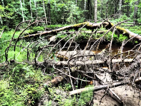 Taiga biome dominated by coniferous forests. Picea spruce, genus of coniferous evergreen trees in the Pine family Pinaceae. Russia, Karelia, Orzega. Dense forest. Terrible bowl. Wild deserted forest