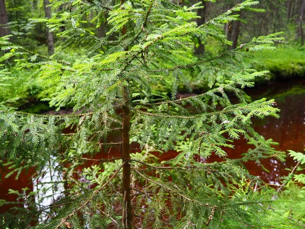 Taiga Biome Dominated Coniferous Forests Picea Spruce Genus Coniferous Evergreen —  Fotos de Stock