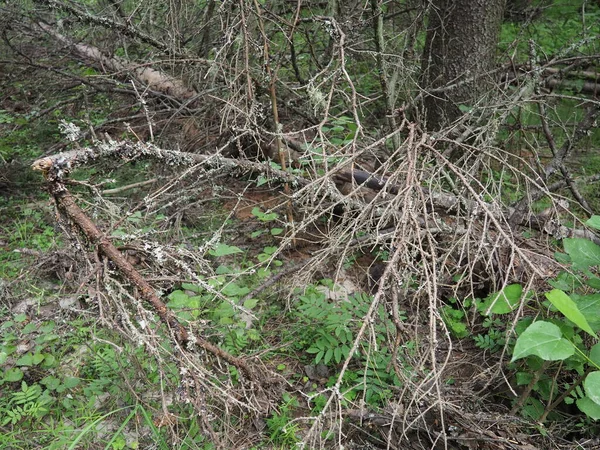 Taiga Biome Dominated Coniferous Forests Picea Spruce Genus Coniferous Evergreen — Fotografia de Stock