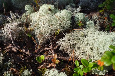 Reindeer lichen reindeer moss. Cladonia, genus of lichens in the Cladonia family Cladoniaceae. Mushroom kingdom. Karelia, Russia, taiga tundra. Cetraria, lichen of the Parmeliaceae family Parmeliaceae