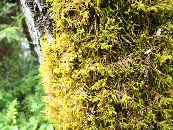Moss Lichens Bark Tree Spruce Taiga Forest Karelia Orzega Yellow — 图库照片
