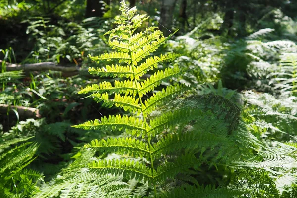 Φυτό Φερν Στο Δάσος Όμορφα Χαριτωμένα Πράσινα Φύλλα Πολυποδίφυτα Αγγειακά — Φωτογραφία Αρχείου