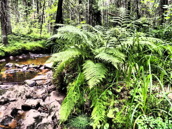 Fern plant in the forest. Beautiful graceful green leaves. Polypodiphyta, vascular plants, modern ferns and ancient higher plants. Fern Polypodiophyta appeared millions years ago in the Paleozoic era.