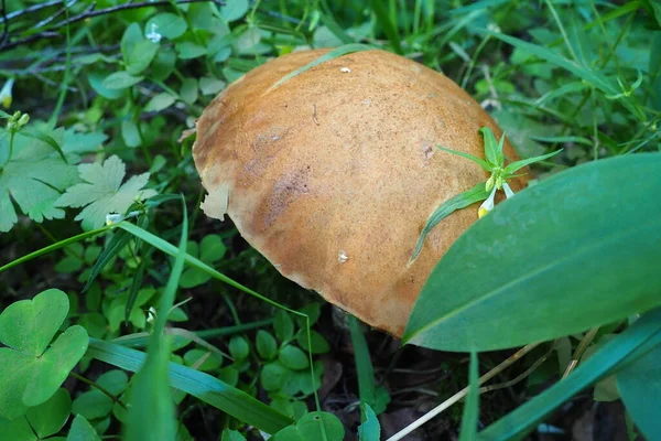 Boletus Aspen Redhead Species Mushrooms Genus Leccinum Obabok Leccinum Orange — Fotografia de Stock