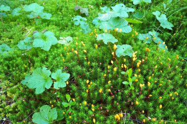 Cloudberry Rubus chamaemorus is a species of perennial herbaceous plants of the Rubus genus of the Rosaceae family. Green leaves in the swamp. Cloudberries, mosses and lichens.