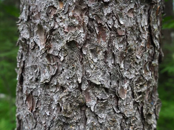 Cortex Collection Tissues Located Cambium Tree Bark Detached Outer Dead — Foto Stock