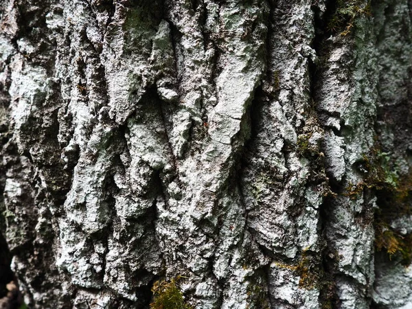 Cortex Collection Tissues Located Cambium Tree Bark Detached Outer Dead — Fotografia de Stock