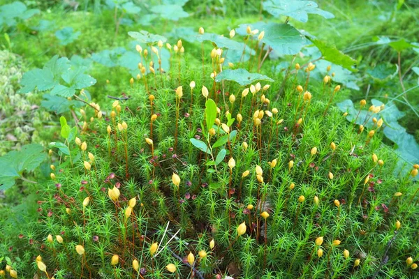 Moss Lichens Bark Tree Spruce Taiga Forest Karelia Orzega Yellow — Stock Fotó