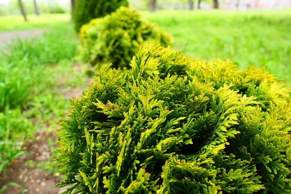 Sheared Thuja Lawn Shaping Crown Thuja Garden Park Floriculture Horticulture — Stockfoto