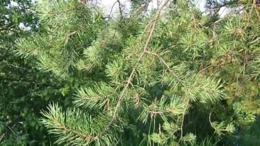 Pine branches sway in the wind at the golden hour in the evening. Pinus pine, a genus of conifers and shrubs in the pine family Pinaceae. Wildlife of Karelia in summer