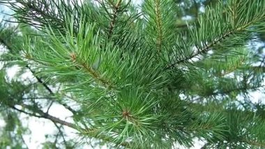 Pine branches sway in the wind at the golden hour in the evening. Pinus pine, a genus of conifers and shrubs in the pine family Pinaceae. Wildlife of Karelia in summer