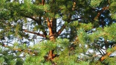 Pine branches sway in the wind at the golden hour in the evening. Pinus pine, a genus of conifers and shrubs in the pine family Pinaceae. Wildlife of Karelia in summer
