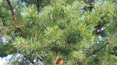 Pine branches sway in the wind at the golden hour in the evening. Pinus pine, a genus of conifers and shrubs in the pine family Pinaceae. Wildlife of Karelia in summer