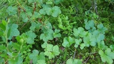 Green cloudberry leaves in the Karelian swamp. In search of berries. Rubus chamaemorus, a perennial herbaceous plant in the genus Rubus in the family Rosaceae. Sphagnum moss and wild rosemary