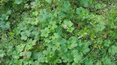 Green cloudberry leaves in the Karelian swamp. In search of berries. Rubus chamaemorus, a perennial herbaceous plant in the genus Rubus in the family Rosaceae. Sphagnum moss and wild rosemary