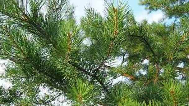 Pine Branches Sway Wind Golden Hour Evening Pinus Pine Genus — Vídeos de Stock