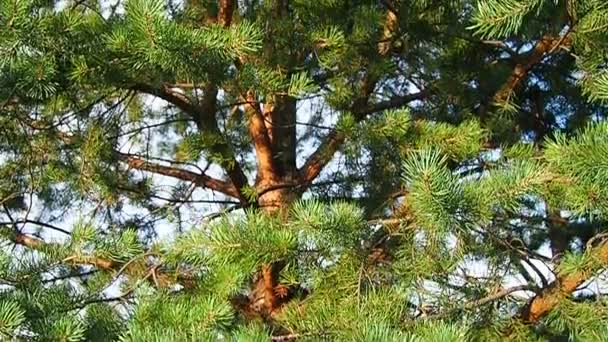 Pine Branches Sway Wind Golden Hour Evening Pinus Pine Genus — Stok Video