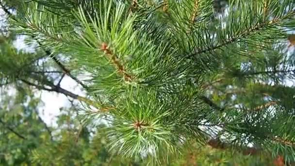 Pine Branches Sway Wind Golden Hour Evening Pinus Pine Genus — Video
