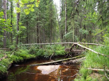 Taiga biome dominated by coniferous forests. Picea spruce, coniferous evergreen trees in the Pine family Pinaceae. Russia, Karelia. Forest river Orzega. Stone natural rapids, rusty ferruginous water