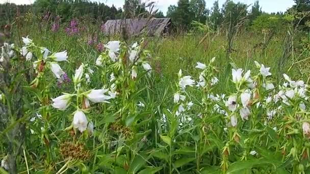 Campanula Latifolia Является Типовым Видом Рода Bellflower Многолетнее Травянистое Растение — стоковое видео