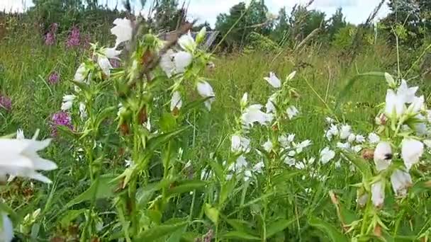 Campanula Latifolia Type Species Genus Bellflower Family Perennial Herbaceous Plant — Stockvideo